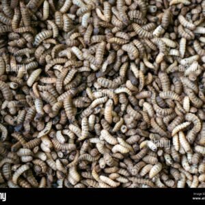 Black Soldier Fly Larvae