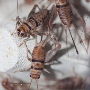 Banded Crickets