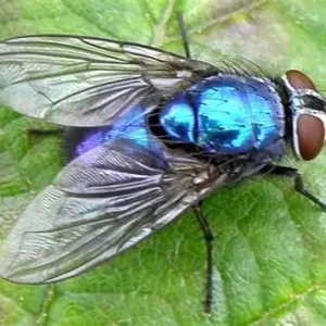 Blue Bottle Flies Larvae (Maggots)