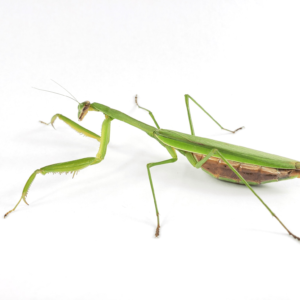 Chinese Praying Mantis