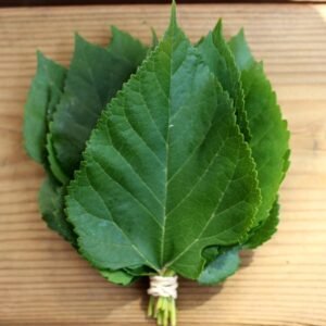 Mulberry Leaf