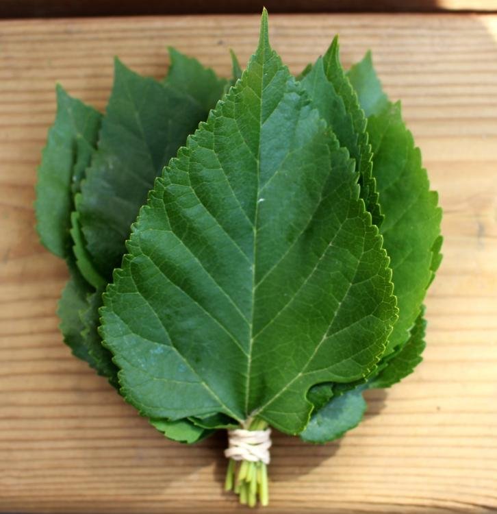 Mulberry Leaf