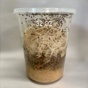 Flightless Fruit Flies