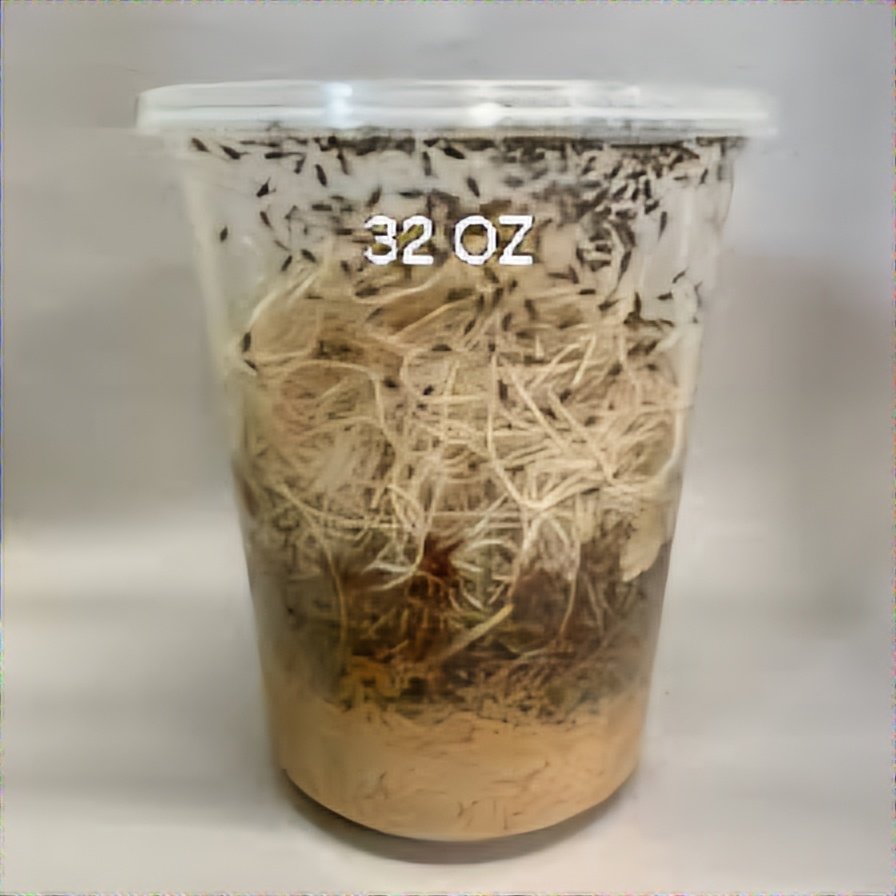 Flightless Fruit Flies