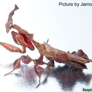 Ghost Mantis (Phyllocrania paradoxa)