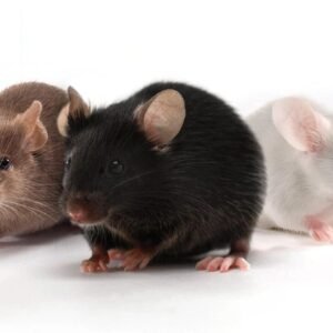 Pet Mice