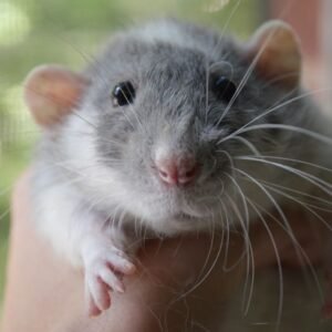 Pet Rat