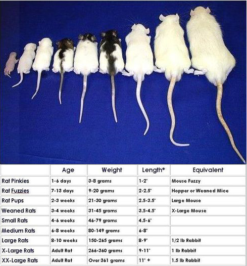 Frozen Rats - Image 3