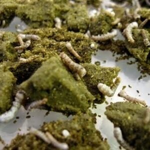 Silkworm Chow