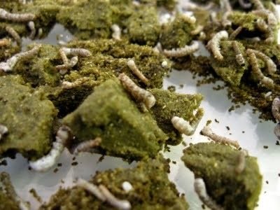 Silkworm Chow