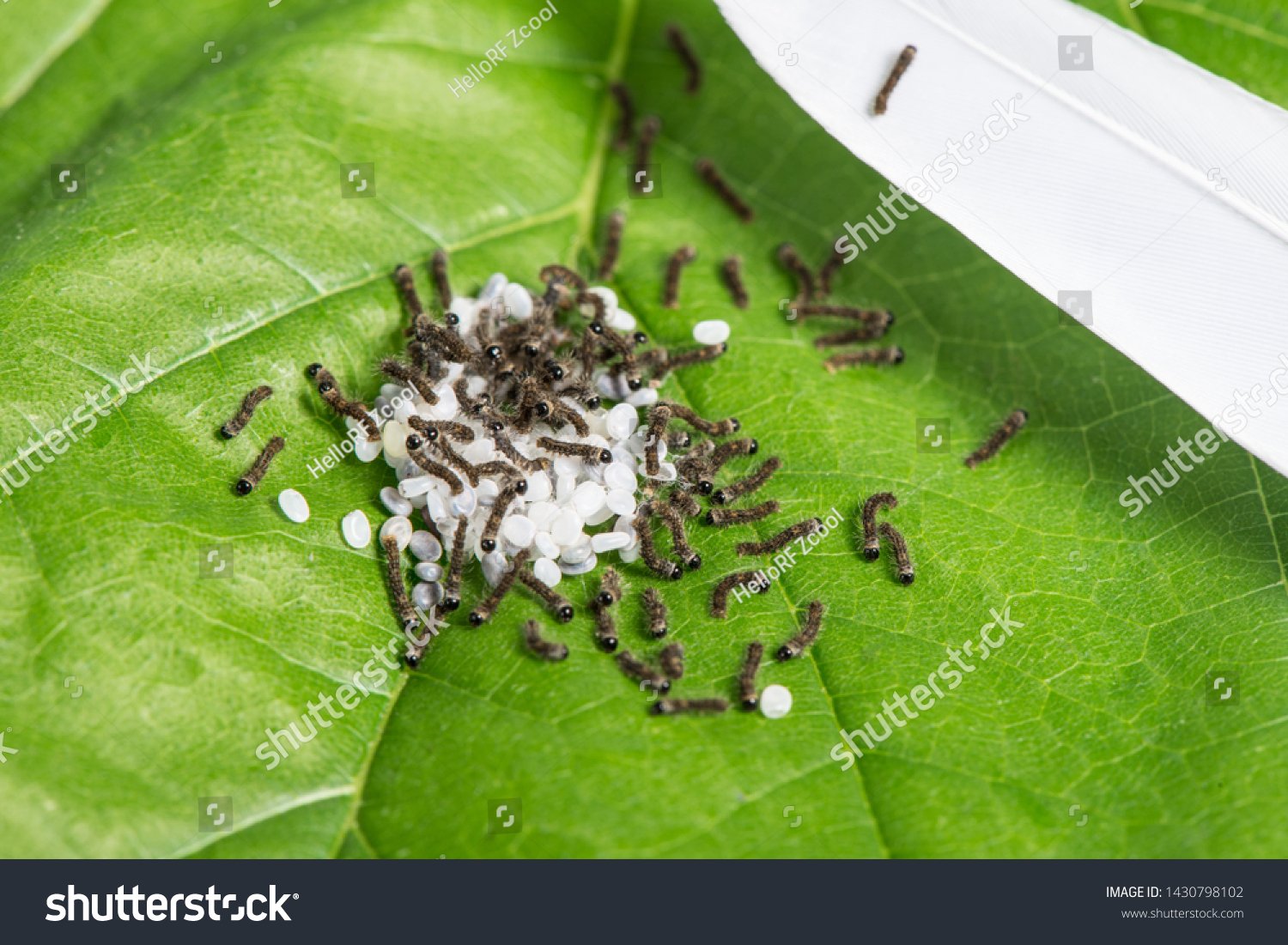 Silkworm Eggs - Image 2