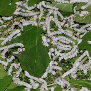 Live Silkworms
