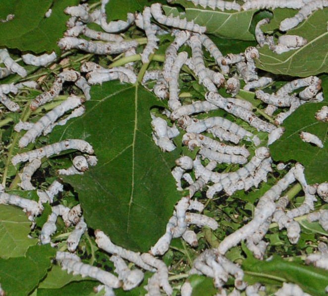 Live Silkworms