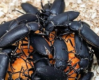 Superworms - Image 2