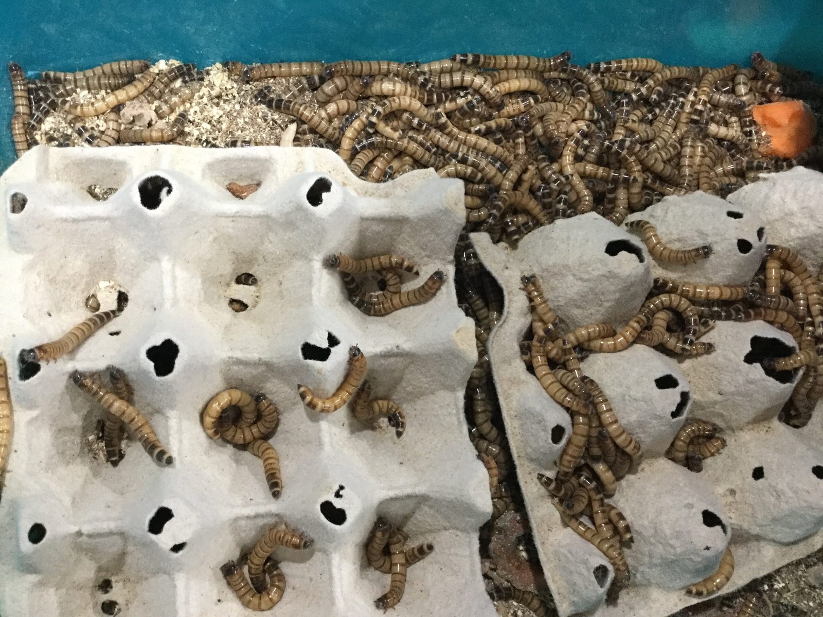 Superworms - Image 4