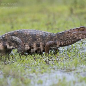 Paleosuchus palpebrosus (Smooth Front Caiman Crocodile)-Pre-order