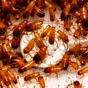 Red Runner Roaches Colony