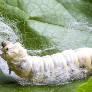 Wholesale Live Silkworms Mixed Sizes