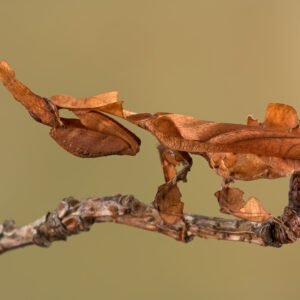 Ghost Mantis (Phyllocrania paradoxa)