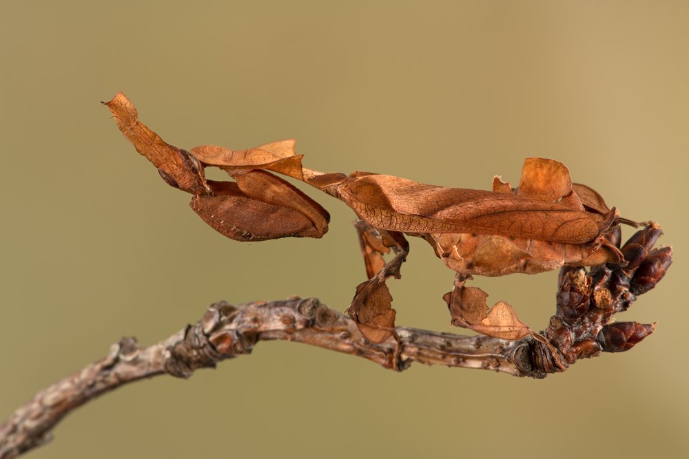 Ghost Mantis (Phyllocrania paradoxa)