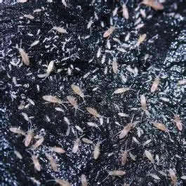 Springtails