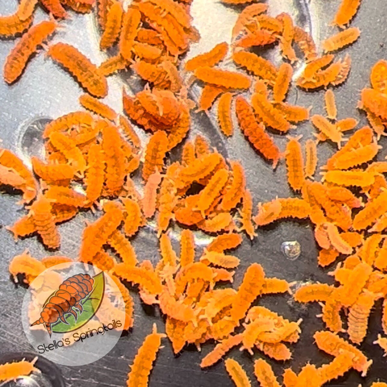 Springtails - Image 2