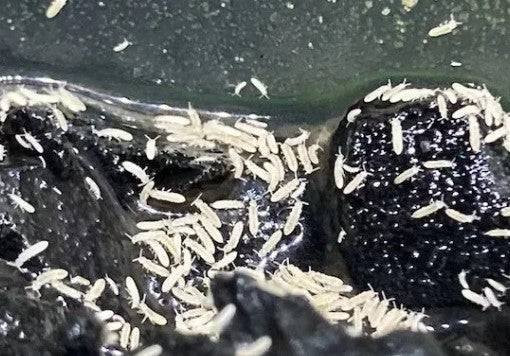 Springtails - Image 3