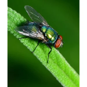 Green Bottle Flies (Pre-Order)