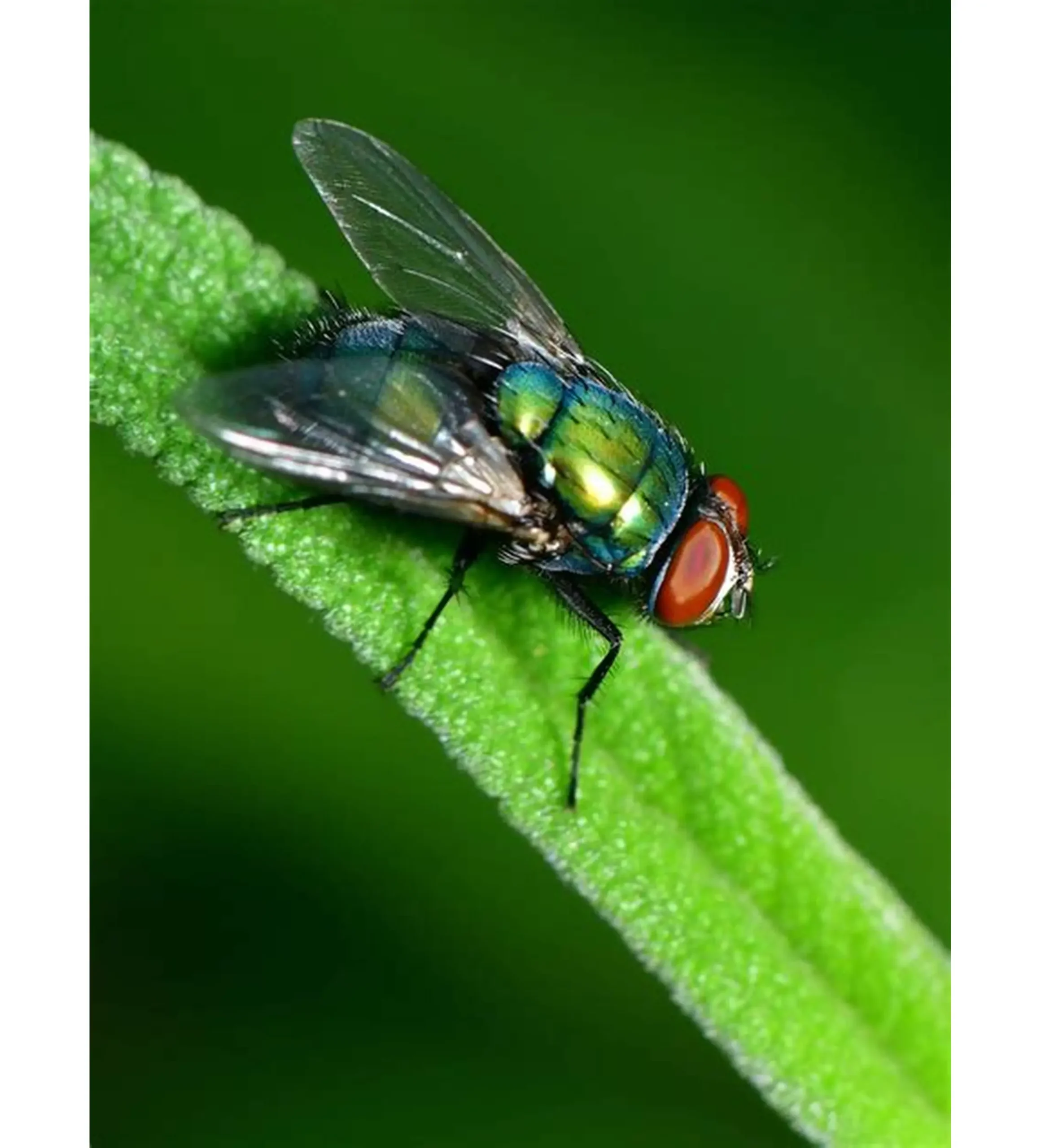 Green Bottle Flies (Pre-Order)