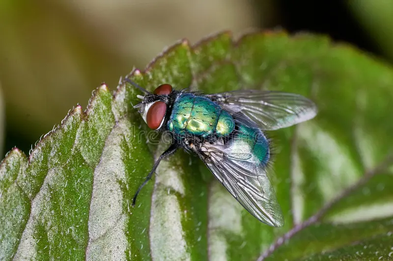 Green Bottle Flies (Pre-Order) - Image 2