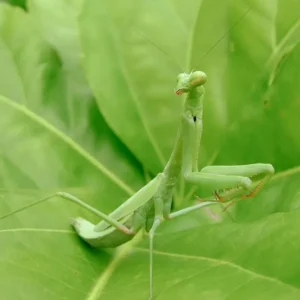 Carolina Mantis (Stagmomantis carolina)