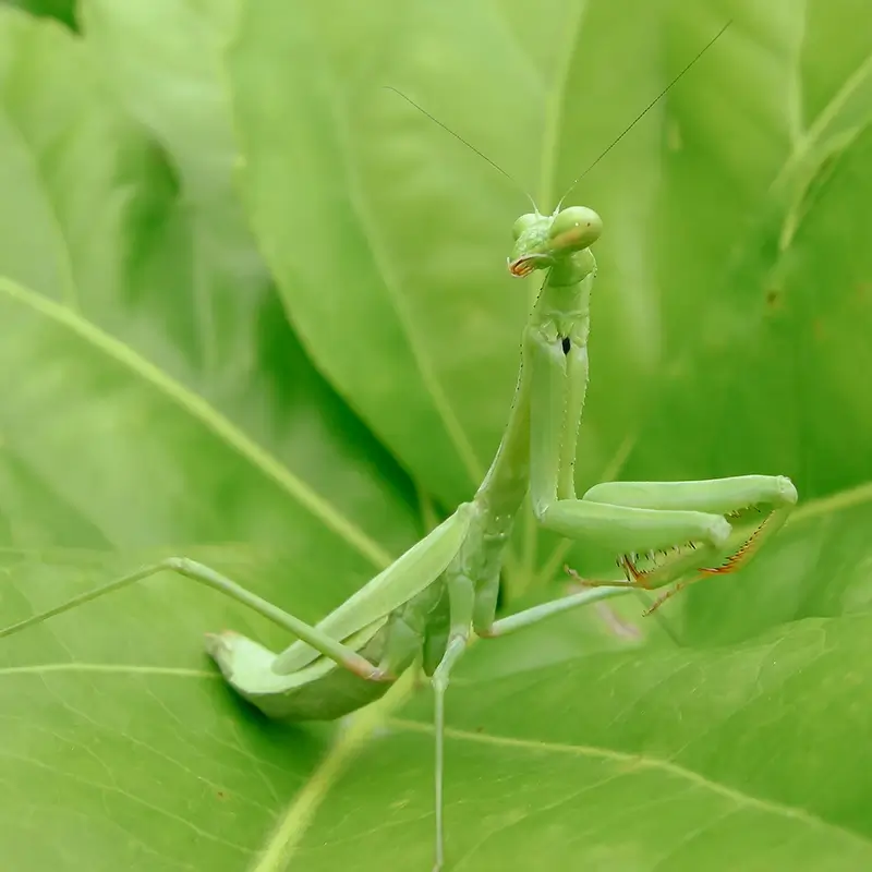Carolina Mantis (Stagmomantis carolina)