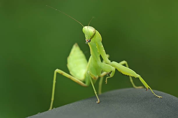 Carolina Mantis (Stagmomantis carolina) - Image 2