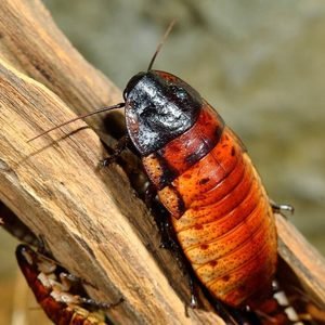 Madagascar Hissing Roaches Colony (Gromphadorhina portentosa)