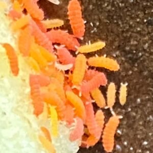 Orange Springtails (Yuukianura Aphoruroides)