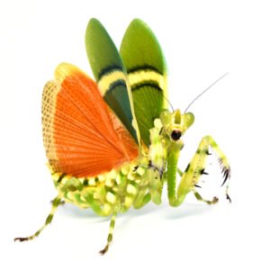Banded Flower Mantis (Theopropus elegans)