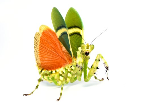 Banded Flower Mantis (Theopropus elegans)