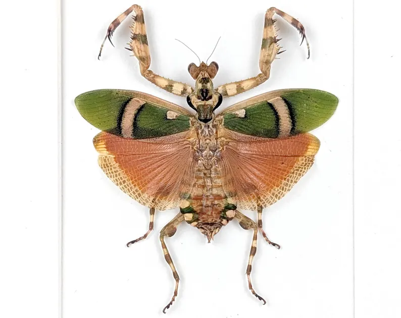 Banded Flower Mantis (Theopropus elegans) - Image 2