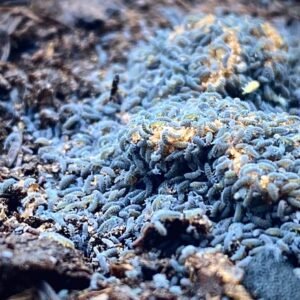 Blue Springtails