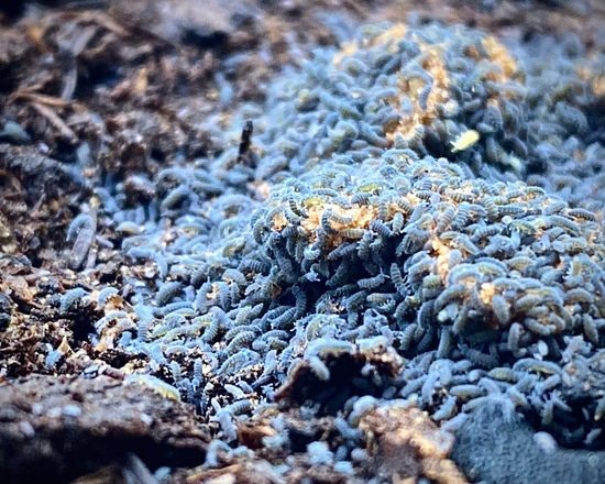 Blue Springtails