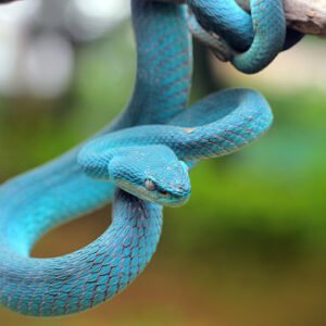 Reptiles