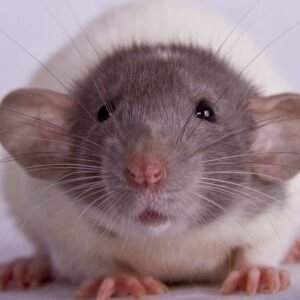 Pet Rat Dumbo (Pre-Order)