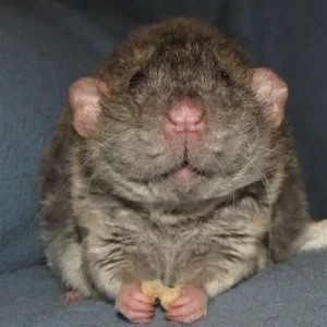 Pet Rat Dumbo Rex (Pre-Order)