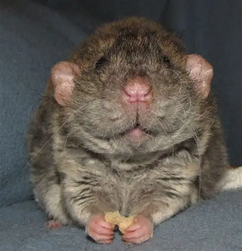 Pet Rat Dumbo Rex (Pre-Order)