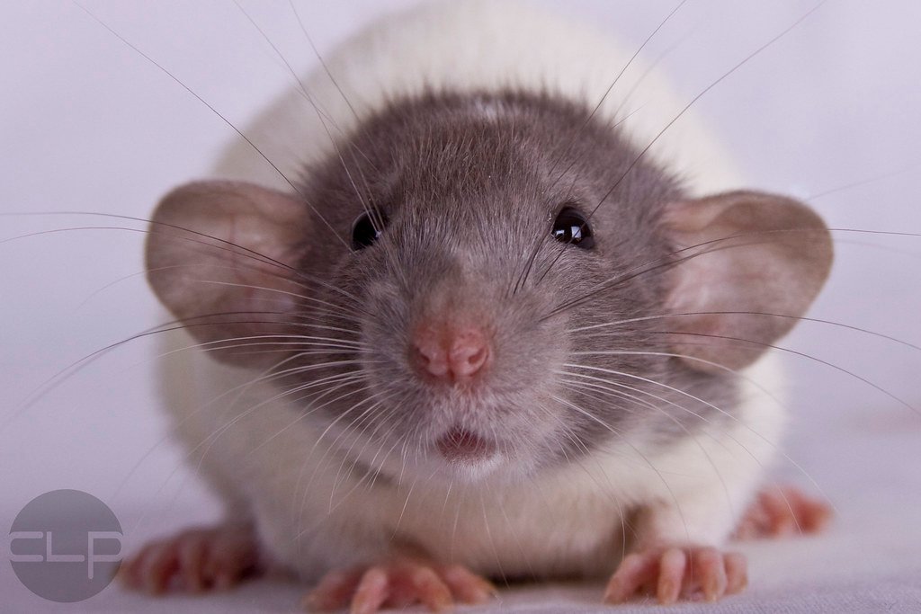 Pet Rat Dumbo (Pre-Order)