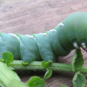 Hornworms (Manduca quinquemaculata)