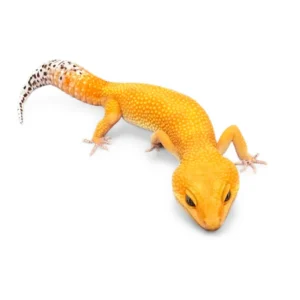 Leopard Gecko (Eublepharis macularius)