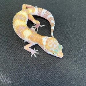 Leopard Gecko (Albino Sunglow)
