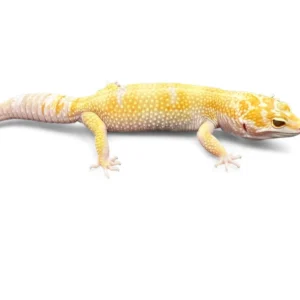 Leopard Gecko (Phantom)