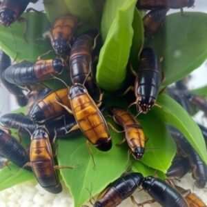 Live Feeders